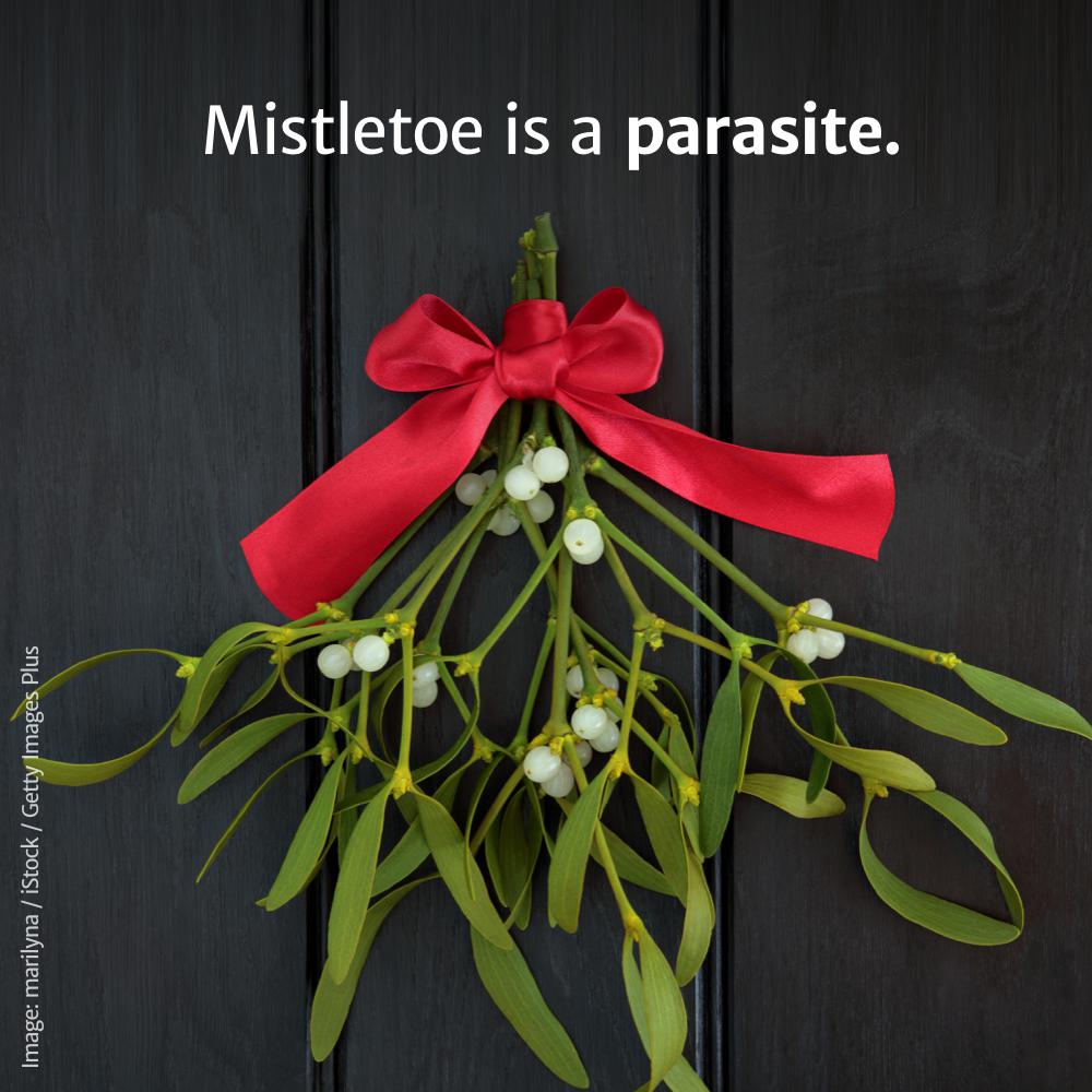 Image marilyna iStock Getty Images Plus Mistletoe is a parasite.