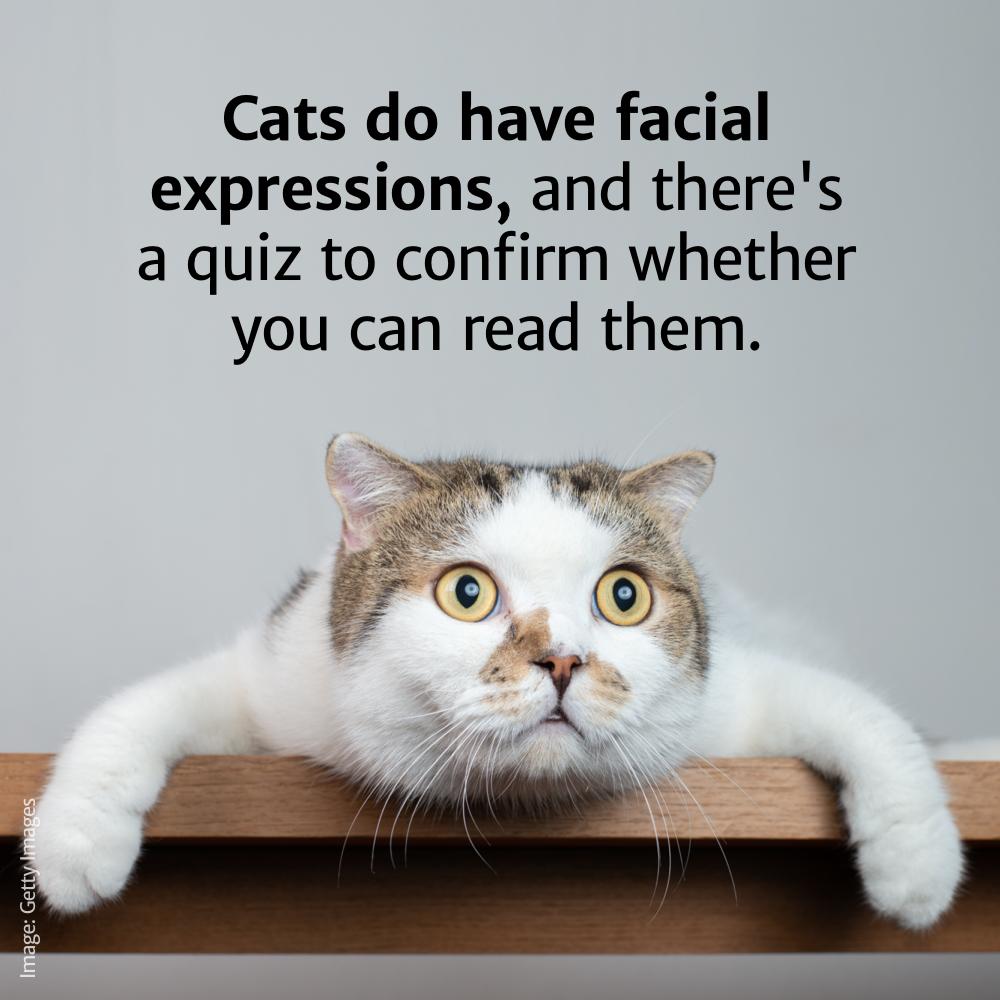 quiz cat - Cats do have facial expressions, and there's a quiz to confirm whether you can read them. Image Getty Images