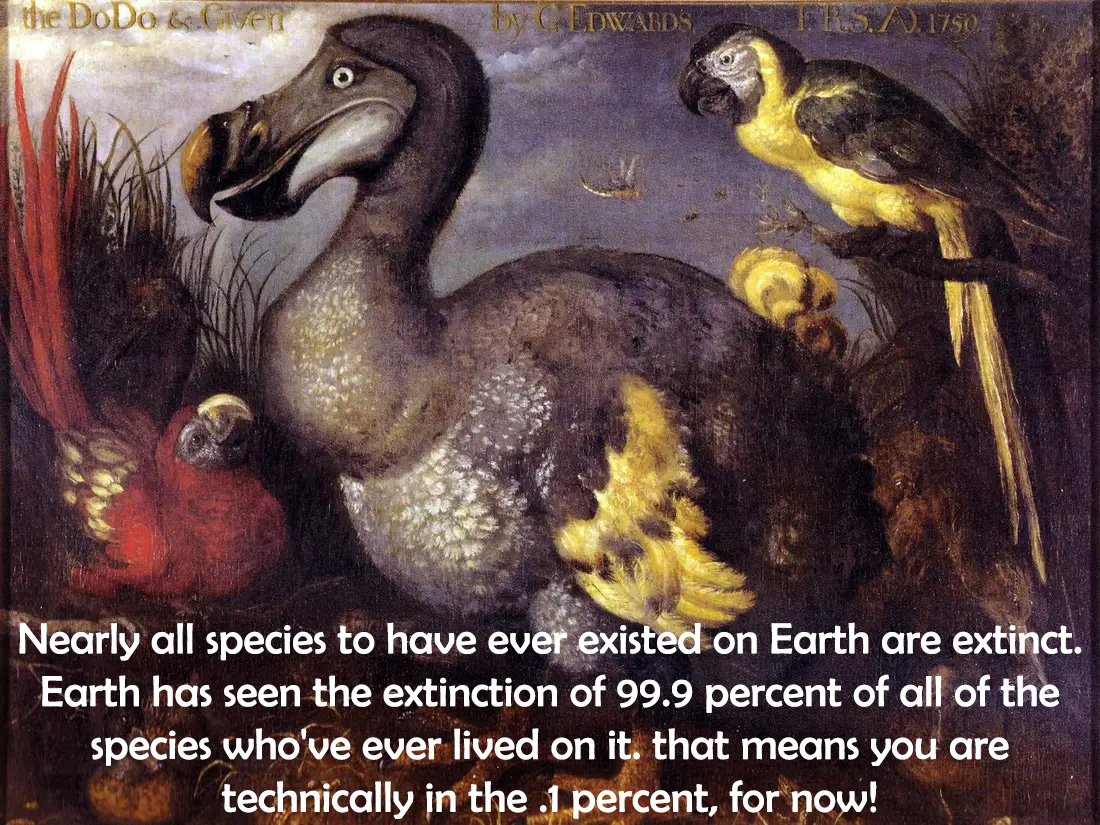 dodo bird painting - the DoDe bliver Caldwedst Est.1750 Nearly all species to have ever existed on Earth are extinct. Earth has seen the extinction of 99.9 percent of all of the species who've ever lived on it. that means you are technically in the .1 per