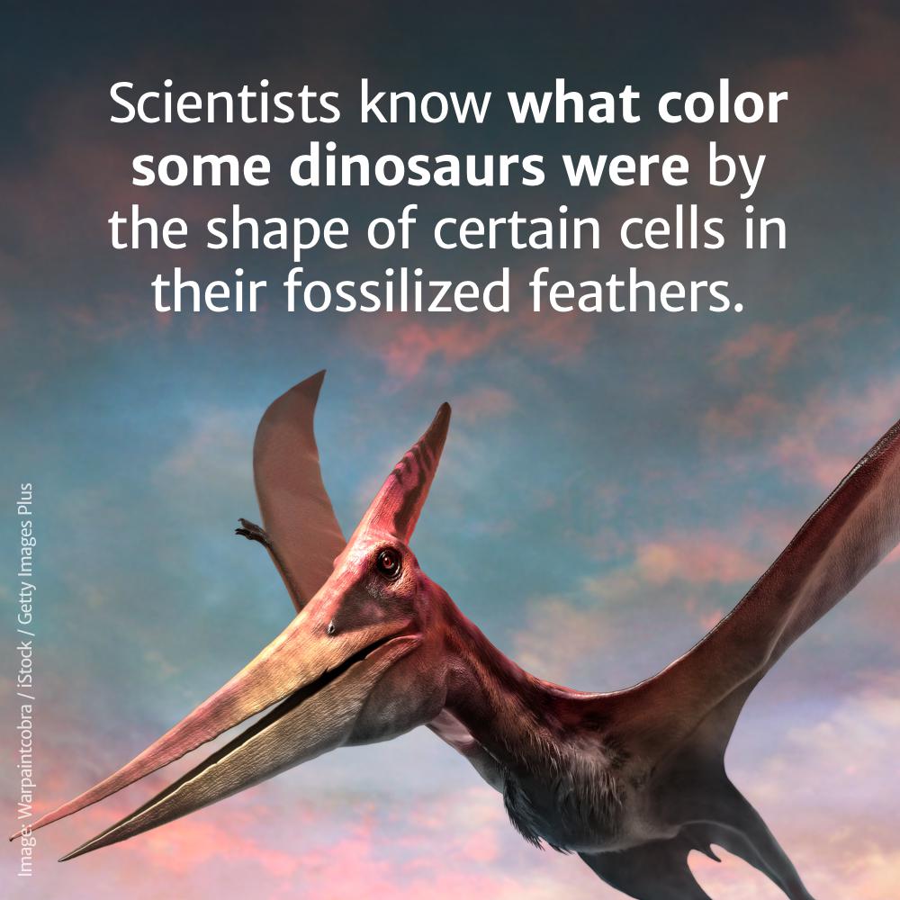 flying dinosaur - Scientists know what color some dinosaurs were by the shape of certain cells in their fossilized feathers. Image Warpaintcobra iStock Getty Images Plus