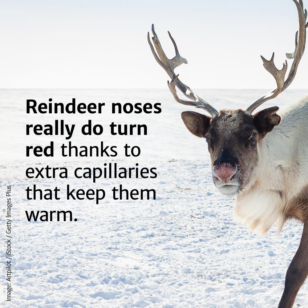 real rudolph the red nosed reindeer - Reindeer noses really do turn red thanks to extra capillaries that keep them warm. Image Artpilot iStock Getty Images Plus