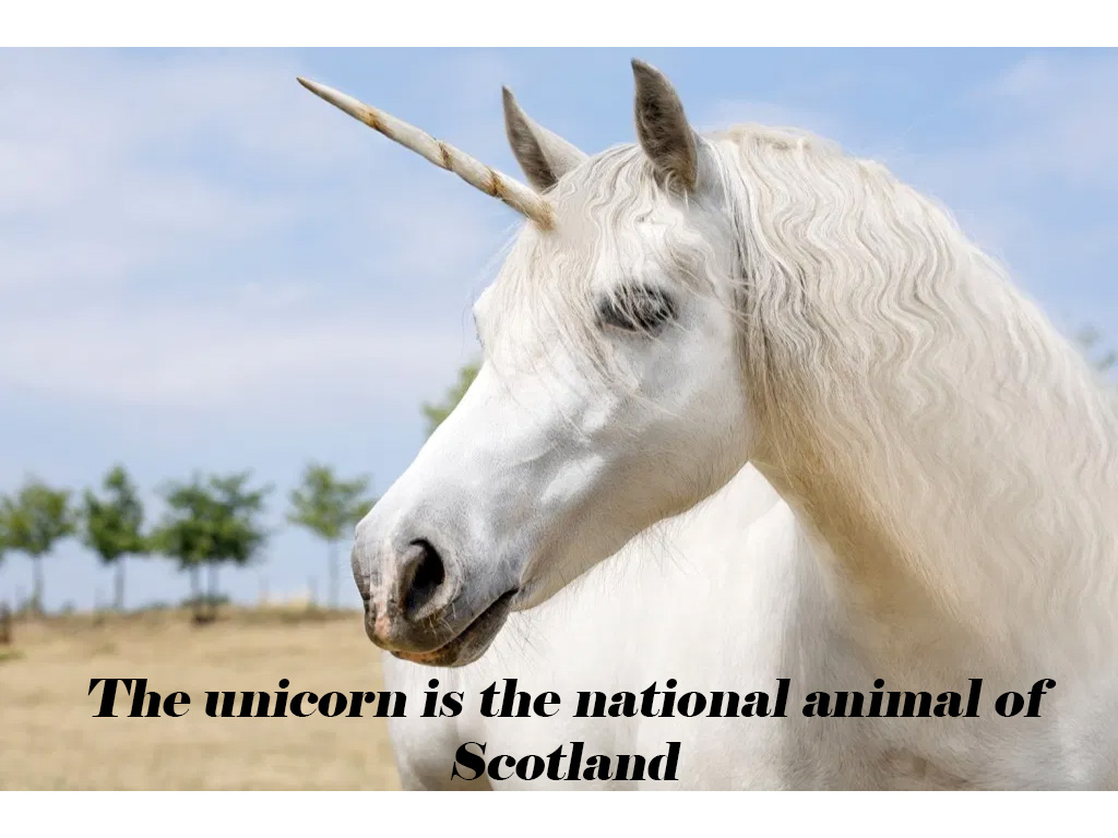 unicorn extinction - The unicorn is the national animal of Scotland