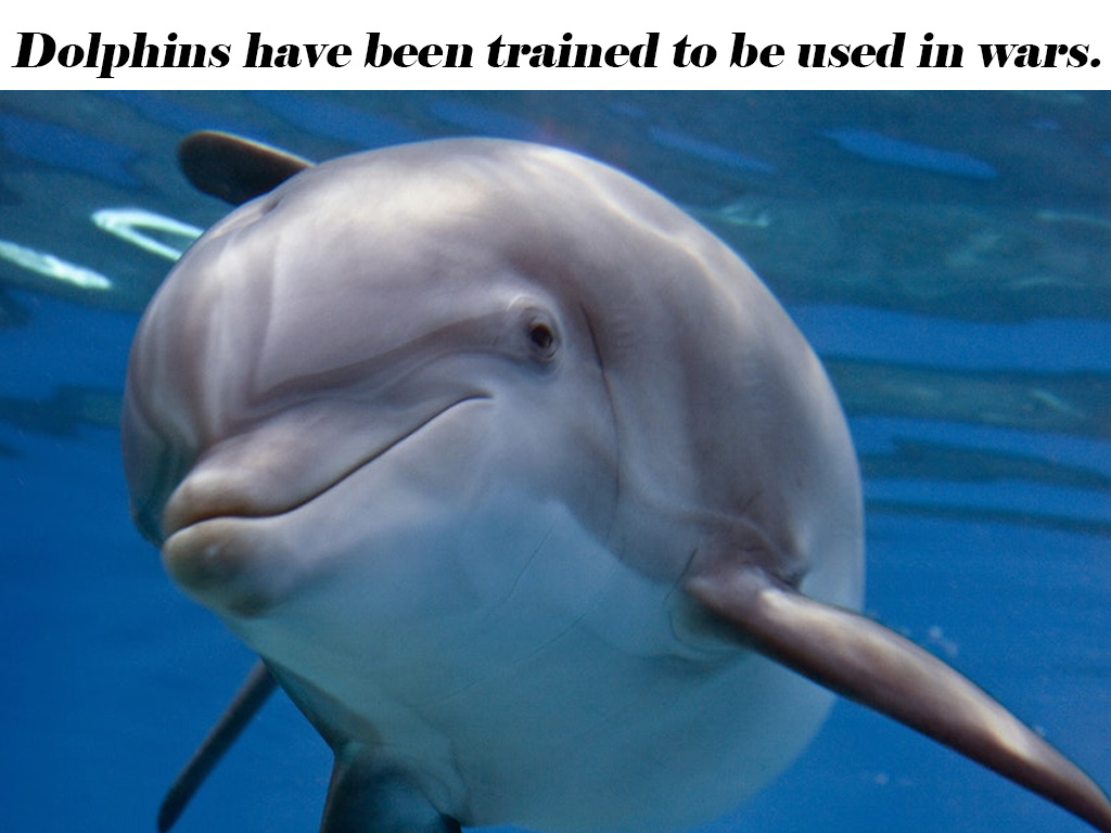 Dolphins have been trained to be used in wars.