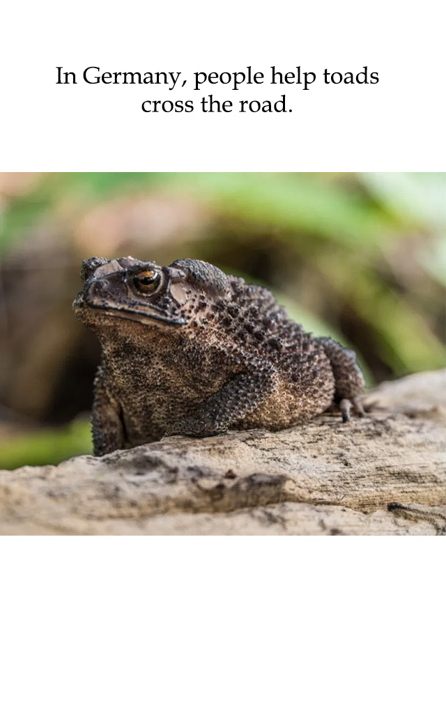 toad - In Germany, people help toads cross the road.