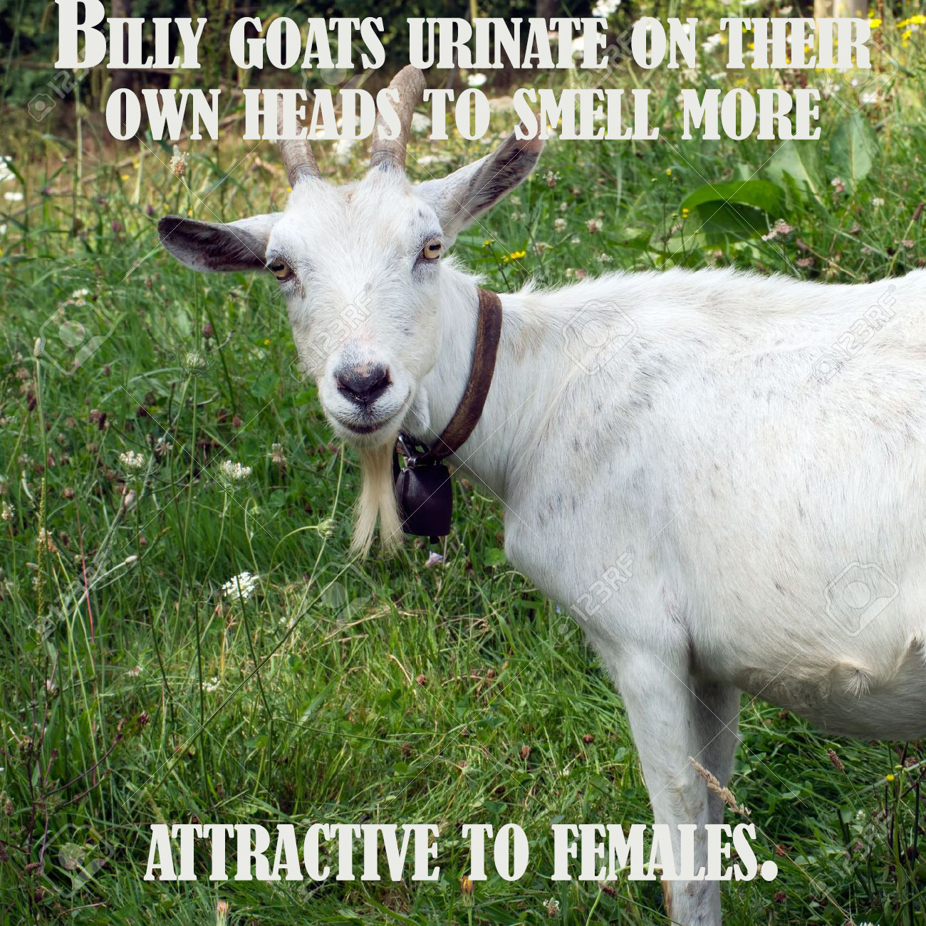 white billy goat - Buy Goats Urinate OnTheir Own Heads To Smell More Attractive To Females.