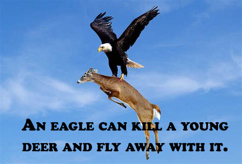 love - An Eagle Can Kill A Young Deer And Fly Away With It.