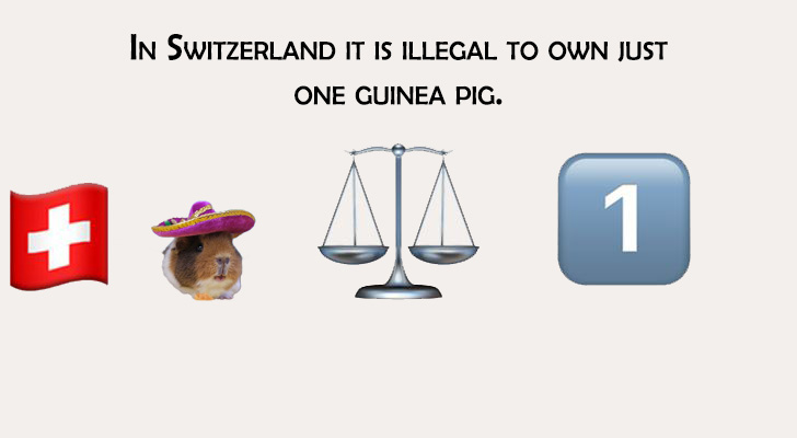 diagram - In Switzerland It Is Illegal To Own Just One Guinea Pig.