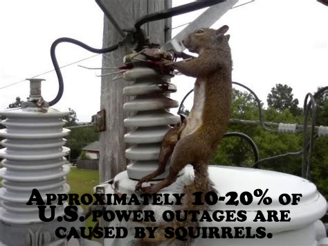 squirrel in a transformer - Approximately 1020% Of U.S. Power Outages Are Y Caused By Squirrels.