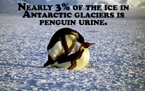 penguins mate - Nearly 3% Of The Ice In Antarctic Glaciers Is Penguin Urine.