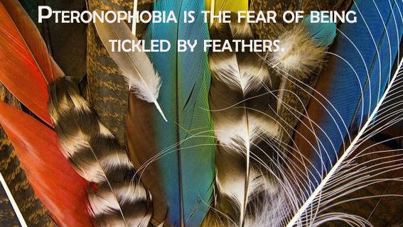 feathers animals - Pteronophobia Is The Fear Of Being Tickled By Feathers Www Mi