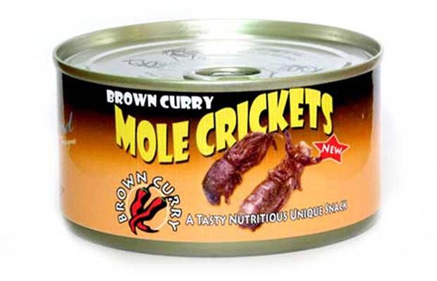 weird canned food - Brown Curry Joje Crickets New Bro A Tasty Nutritious Uniqugsnack