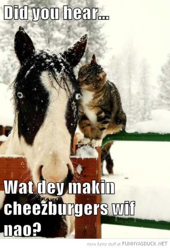 horse and cat in snow - Did you hear. Wat dey makin cheezburgers wif nao? more funny stuff at Funnyasduck.Net