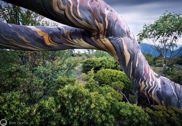 tasmanian snow gum tree