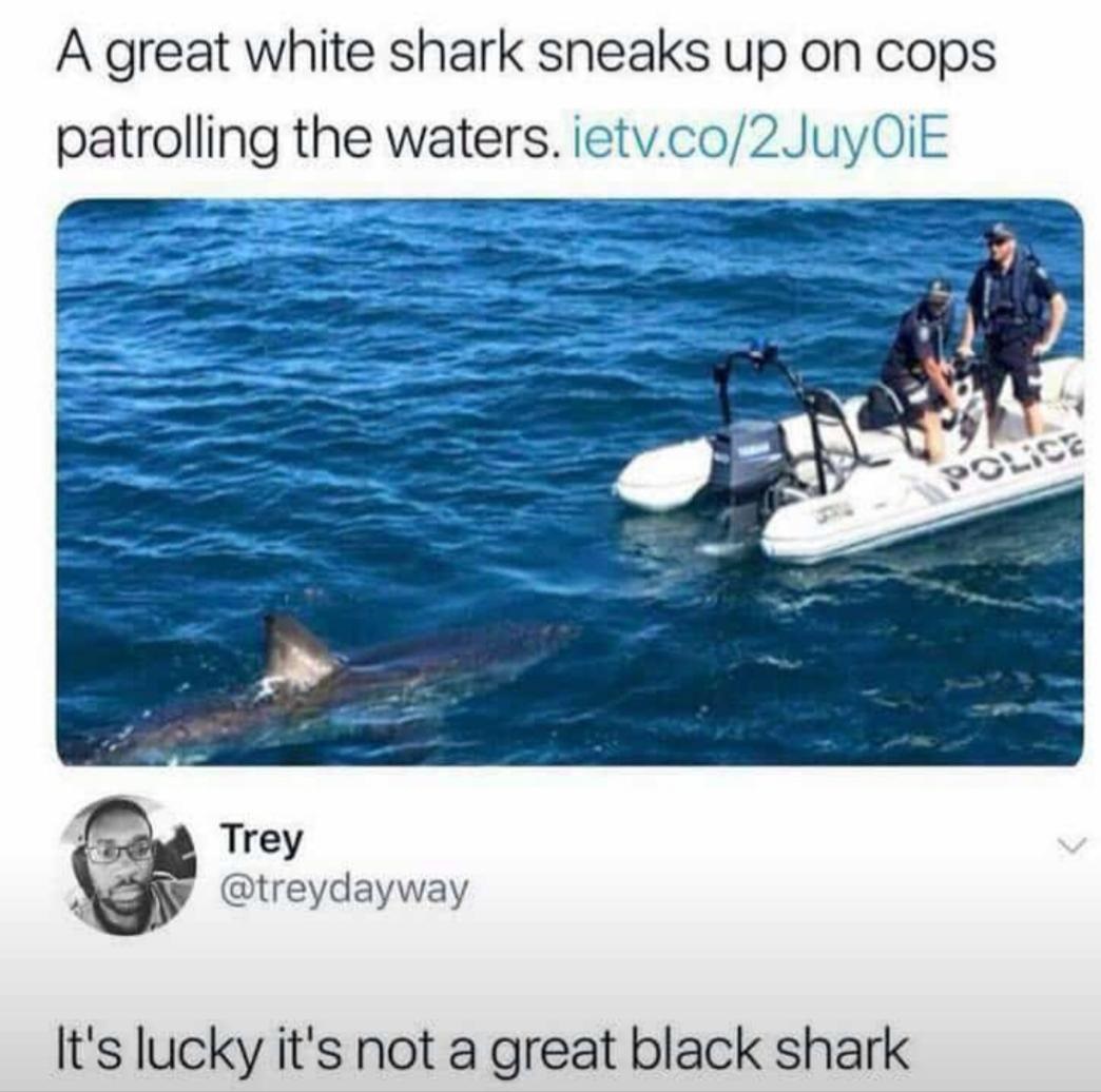shark memes - A great white shark sneaks up on cops patrolling the waters. ietv.co2JuyOIE Polics Trey It's lucky it's not a great black shark