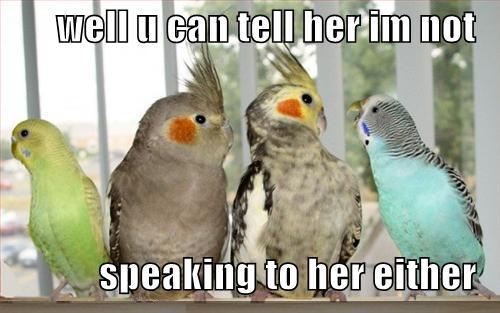 funny parrot - well u can tell her im not speaking to her either