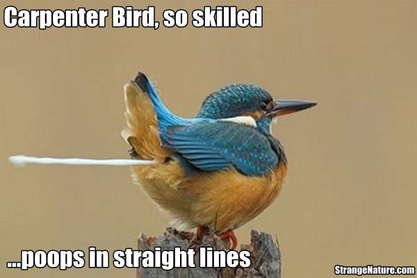 funny birds - Carpenter Bird, so skilled ..poops in straight lines StrangeNature.com