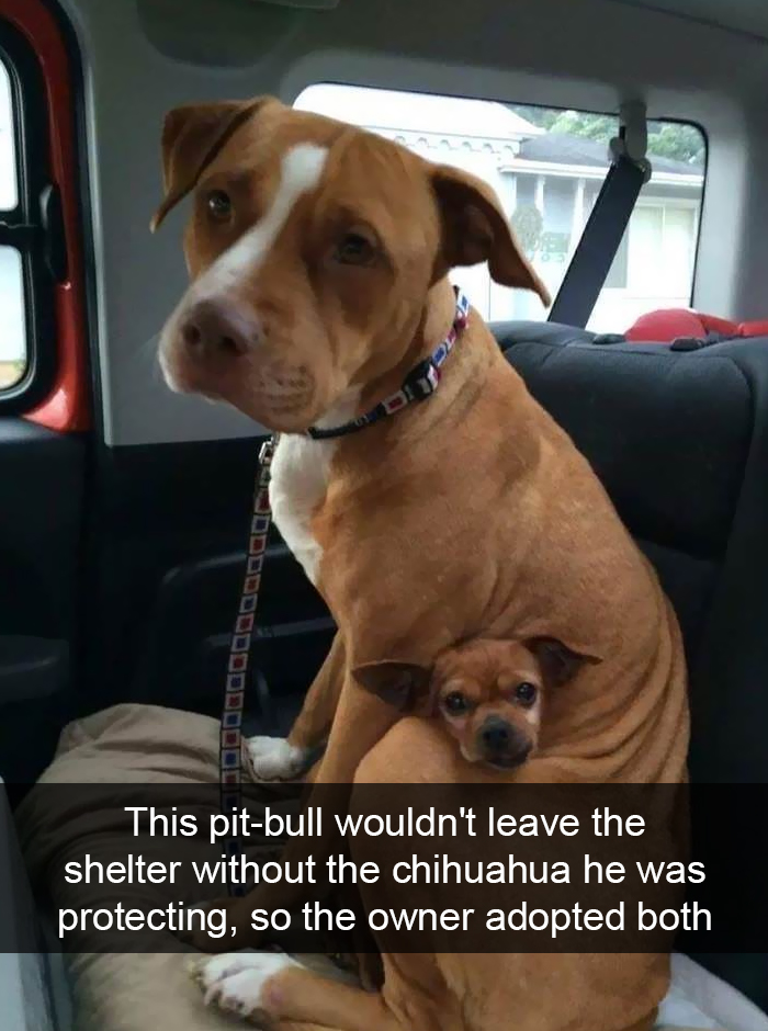 funny dogs - This pitbull wouldn't leave the shelter without the chihuahua he was protecting, so the owner adopted both