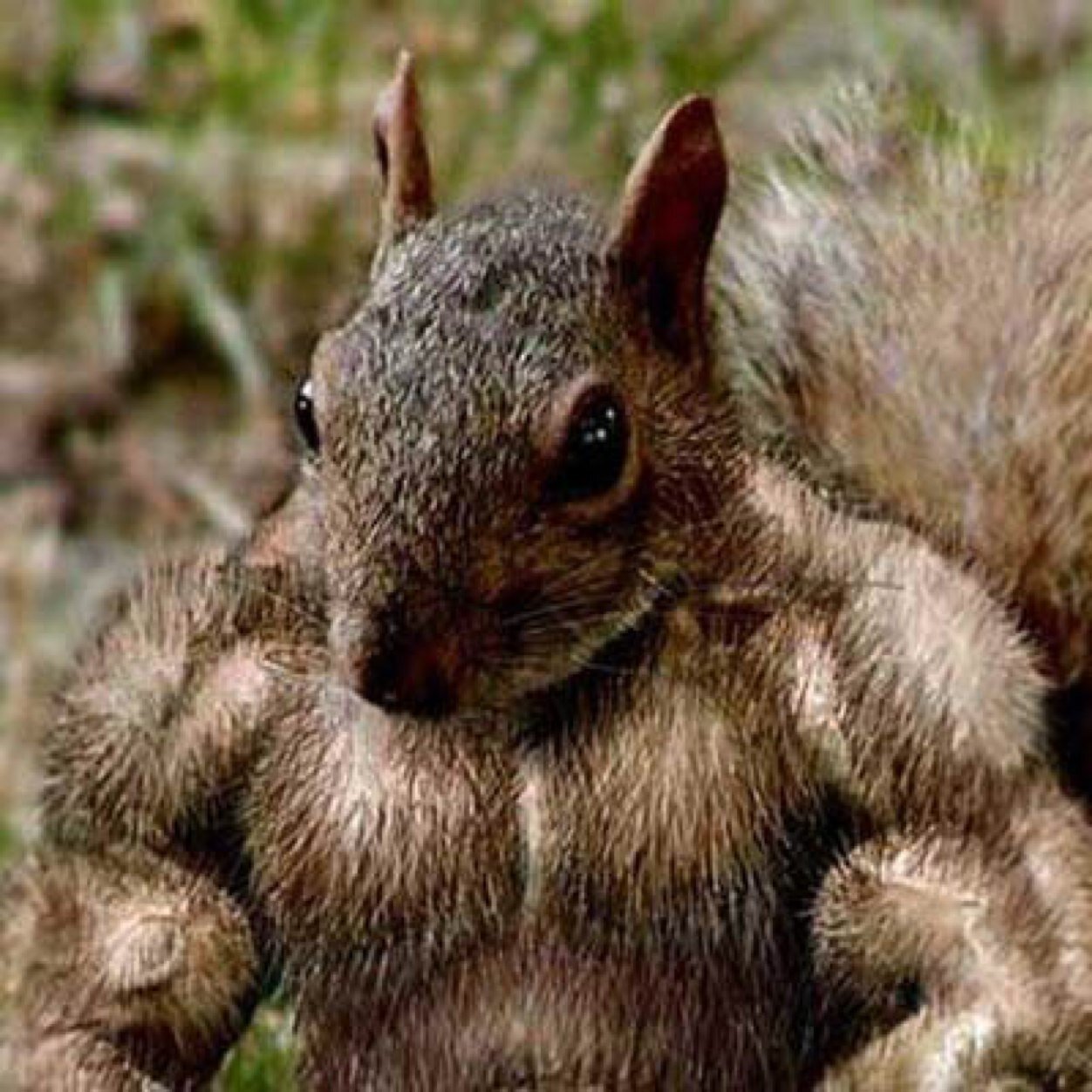 buff squirrel