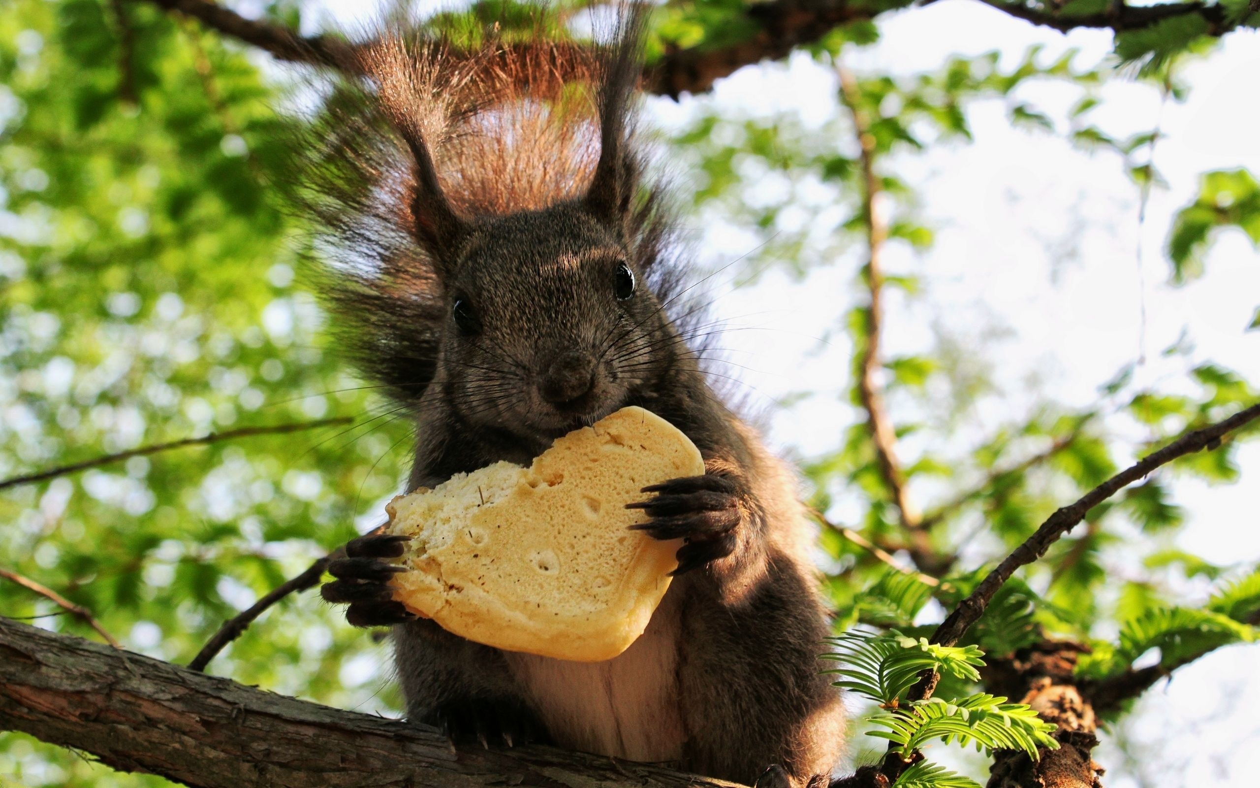 squirrel eating cookie