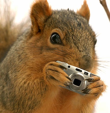 squirrel with camera