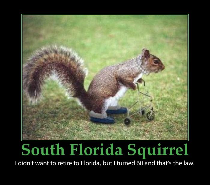 florida squirrel meme - South Florida Squirrel I didn't want to retire to Florida, but I turned 60 and that's the law.