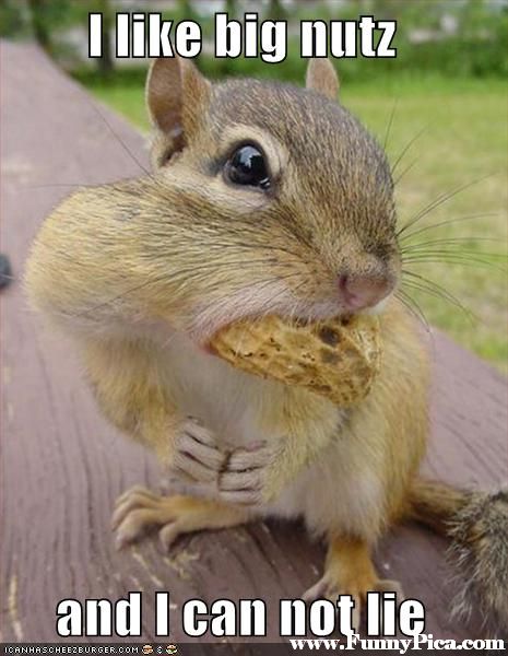 funny squirrel - I big nutz and I can notlie ICANHASCHEE2BURGER.Com 9 $