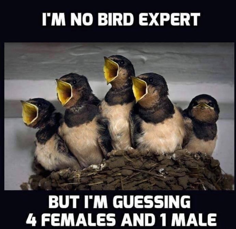 birds funny - I'M No Bird Expert But I'M Guessing 4 Females And 1 Male