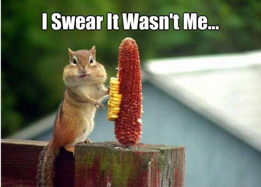 funny squirrel - I Swear It Wasn't Me...