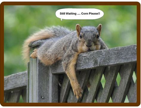 squirrel funny - Still Waiting .... Corn Please!! Vas