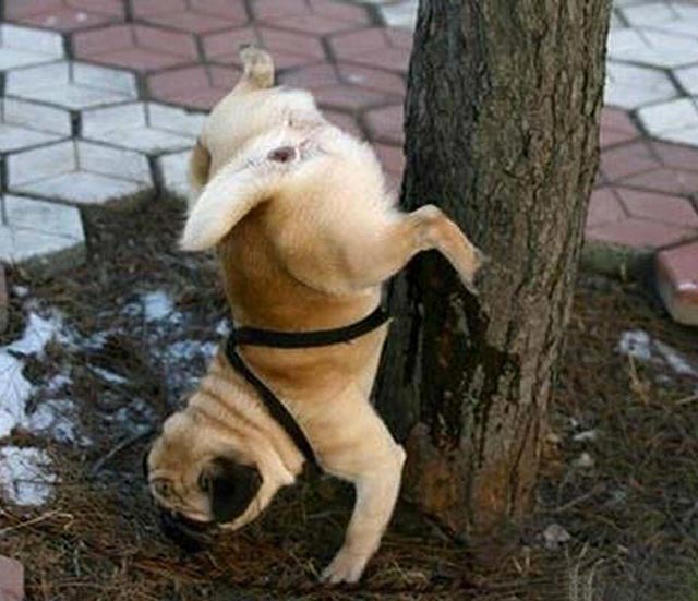 dog peeing upside down