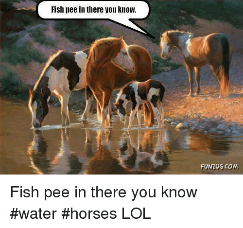 horse captions for instagram - Fish pee in there you know. Funzug.Com Fish pee in there you know Lol