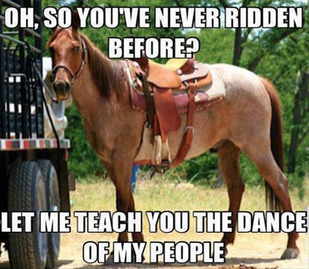 funny horse - Oh, So You'Ve Never Ridden Before? Let Me Teach You The Dance Of My People