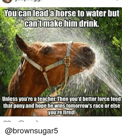 you can lead a horse to water meme - You can lead a horse to water but cantmake him drink. Unless you're a teacher. Then you'd better force feed that pony and hope he wins tomorrow's race or else you're fired!