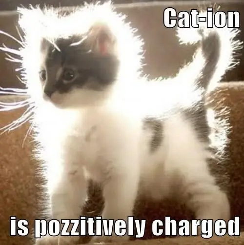 chemistry cat meme - Cation is pozzitively charged