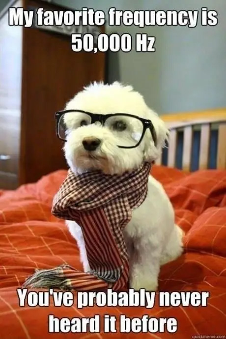 hipster dog - My favorite frequency is 50,000 Hz You've probably never heard it before