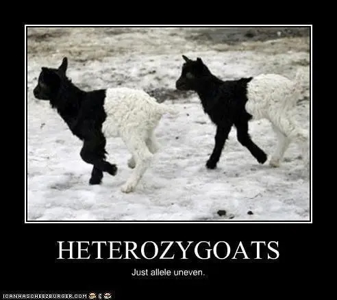heterozygoats just allele uneven - Heterozygoats Just allele uneven. Ioanrascherzburger.Com