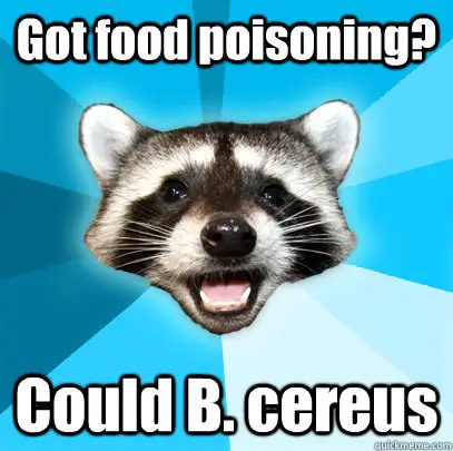lame pun coon - Got food poisoning? Could B.cereus