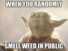 cannabis memes - When You Randomly Smell Weed In Public