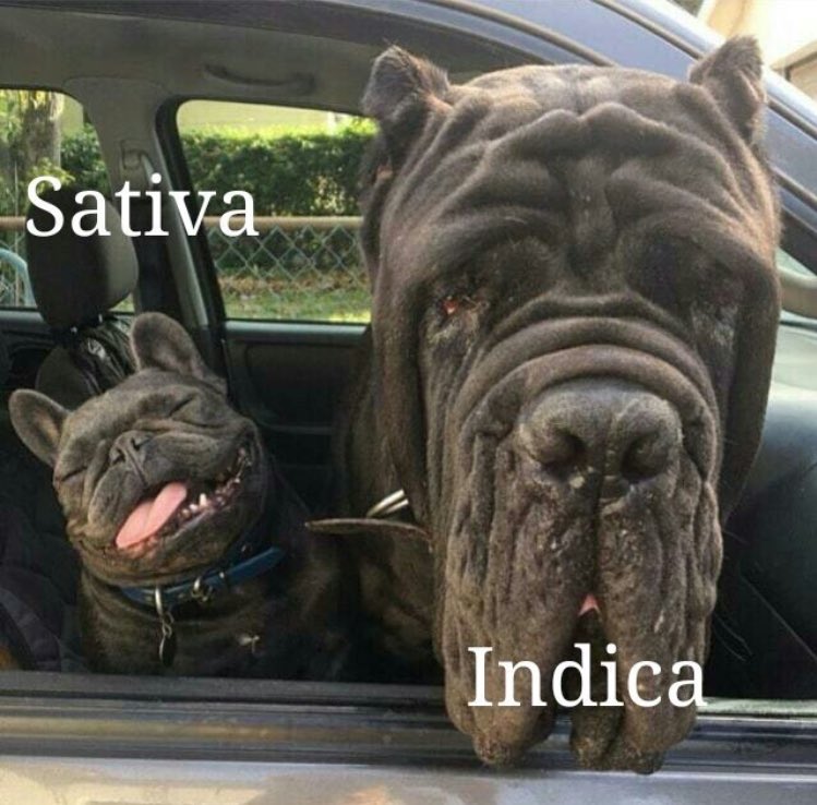 massive french bulldog - Sativa Indica
