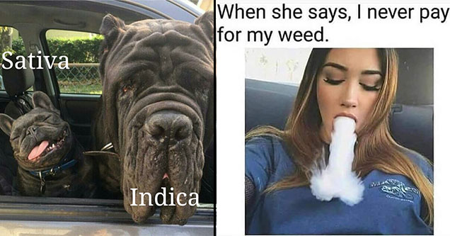 indica vs sativa dog - When she says, I never pay for my weed Sativa Indica
