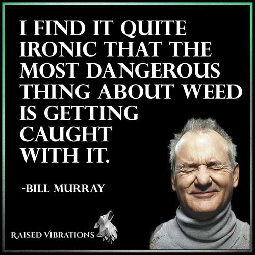 cannabis memes - I Find It Quite Ironic That The Most Dangerous Thing About Weed Is Getting Caught With It. Bill Murray Raised Vibrations