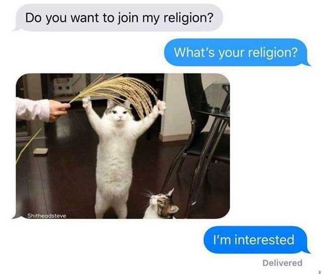 do you want to join my religion cat - Do you want to join my religion? What's your religion? Shitheadsteve I'm interested Delivered