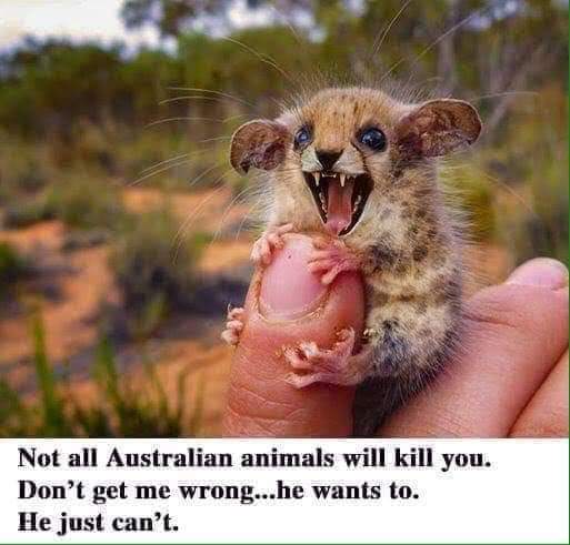 not all australian animals - Not all Australian animals will kill you. Don't get me wrong...he wants to. He just can't.
