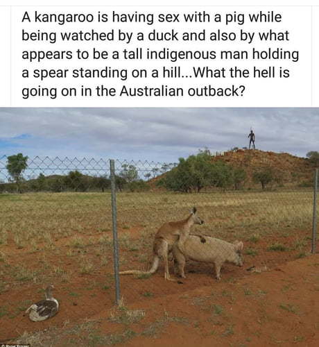 australia funny - A kangaroo is having sex with a pig while being watched by a duck and also by what appears to be a tall indigenous man holding a spear standing on a hill... What the hell is going on in the Australian outback?