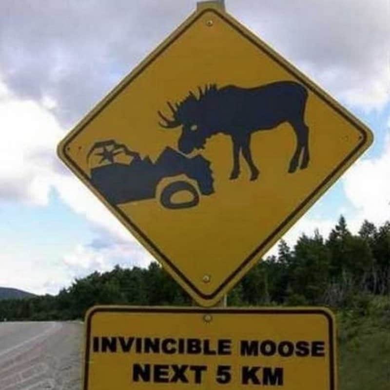 invincible moose next 5 km - Invincible Moose Next 5 Km