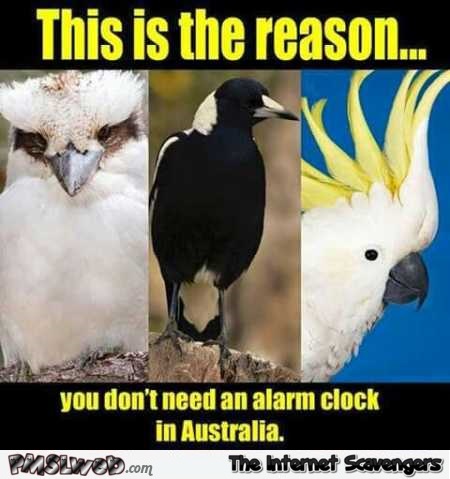 australia meme - This is the reason. you don't need an alarm clock in Australia. Usuyo.com The Internet Scavengers
