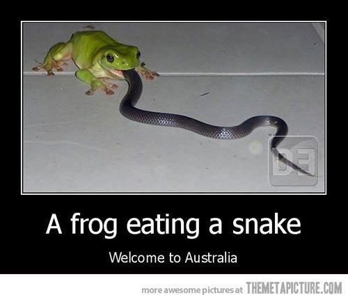 welcome to australia meme - A frog eating a snake Welcome to Australia more awesome pictures at Themetapicture.Com