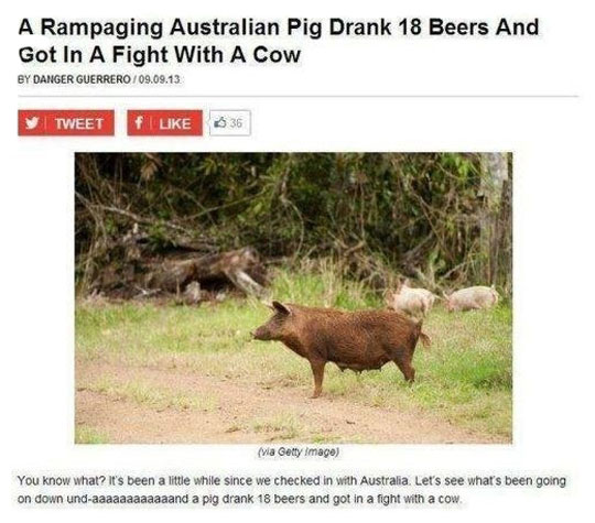 funny australian - A Rampaging Australian Pig Drank 18 Beers And Got In A Fight With A Cow By Danger Guerrero 09.09.13 Tweet I $36 via Getty Image You know what? It's been a little while since we checked in with Australia. Let's see what's been going on d
