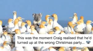 koala and gannets - This was the moment Craig realised that he'd turned up at the wrong Christmas party...