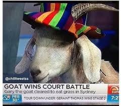 australia memes - chil tweetss Goat Wins Court Battle Gary the goat cleared to eat grass in Sydney Per Tour Down Under Geraint Thomas Wins STAGE2